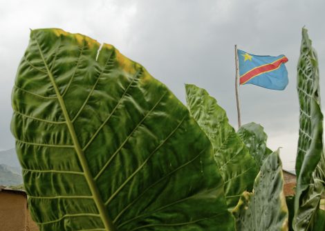 DRC Logo und Blätter